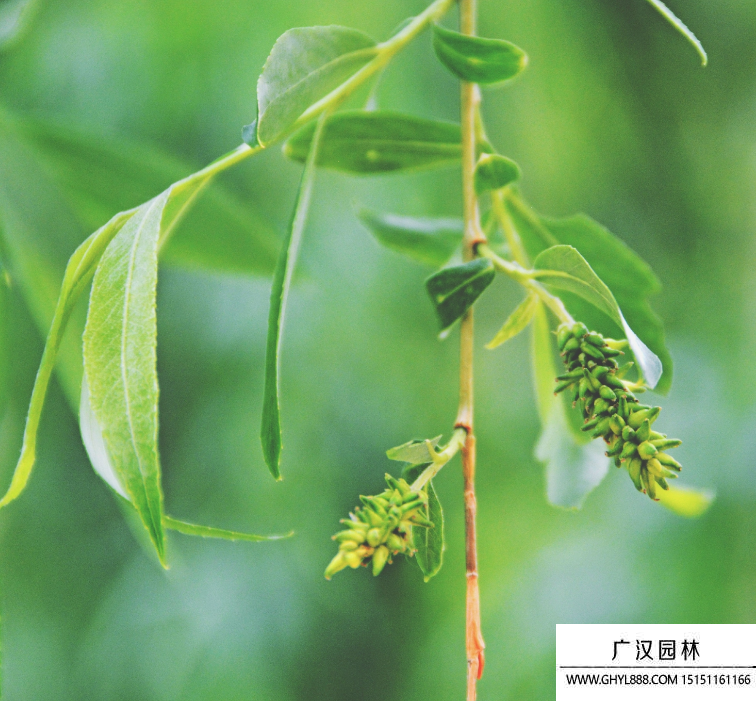垂柳種子
