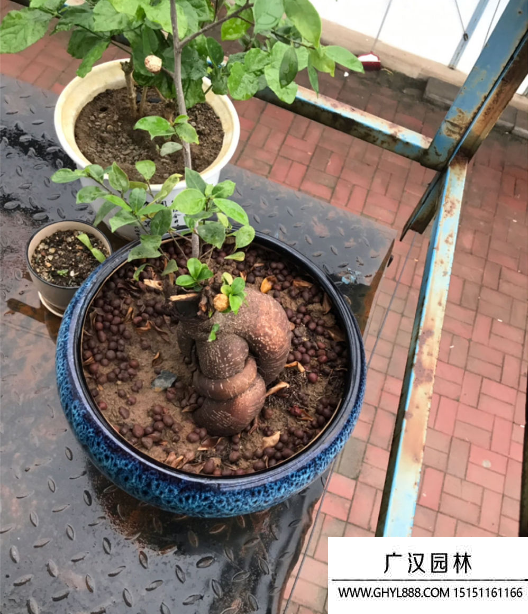 人參榕種子