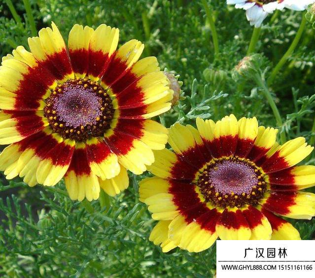 花環菊