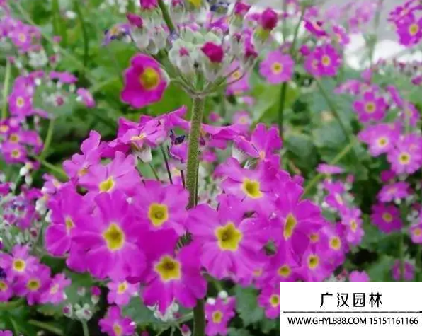 櫻花草