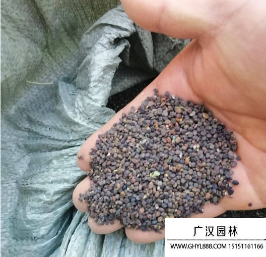黃芪種子