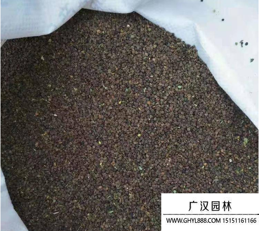 黃芪種子