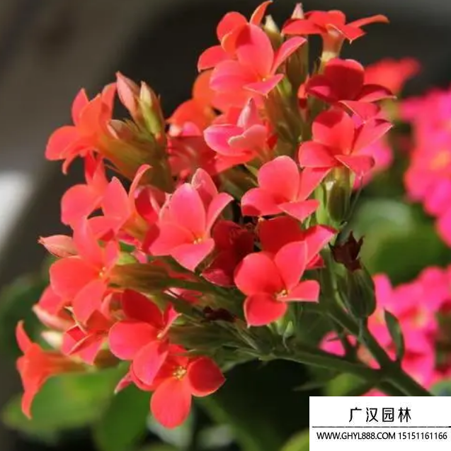 福壽花