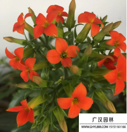 福壽花