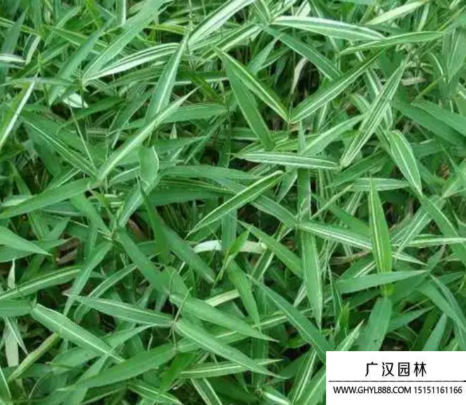 鋪地竹