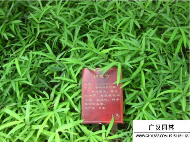 鋪地竹