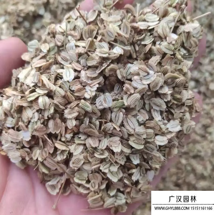 白芷種子