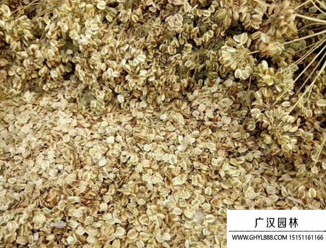 白芷種子