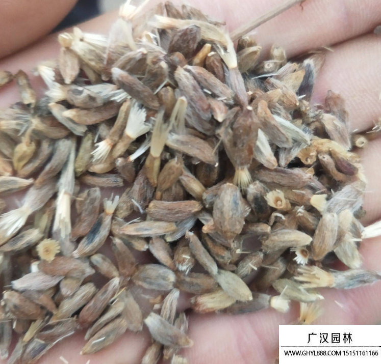 白術種子