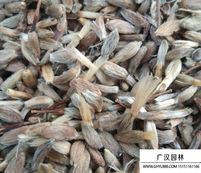 白術種子