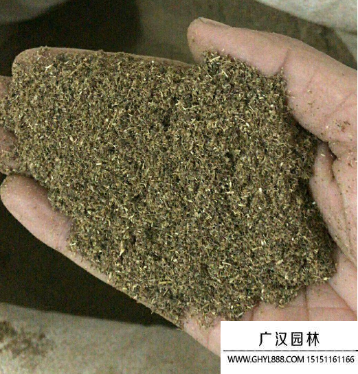 艾草種子