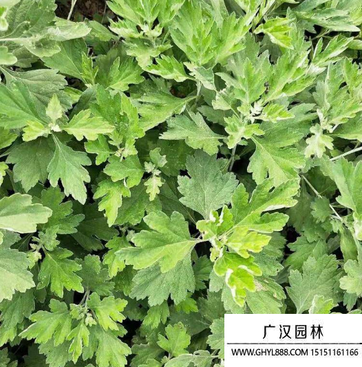 艾草種子