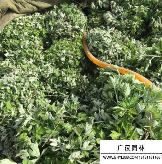 艾草種子