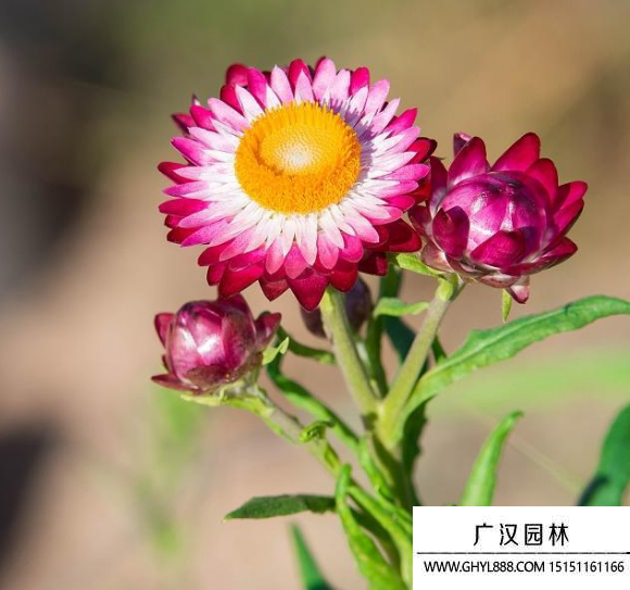 麥稈菊