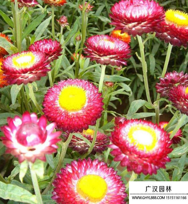 麥稈菊