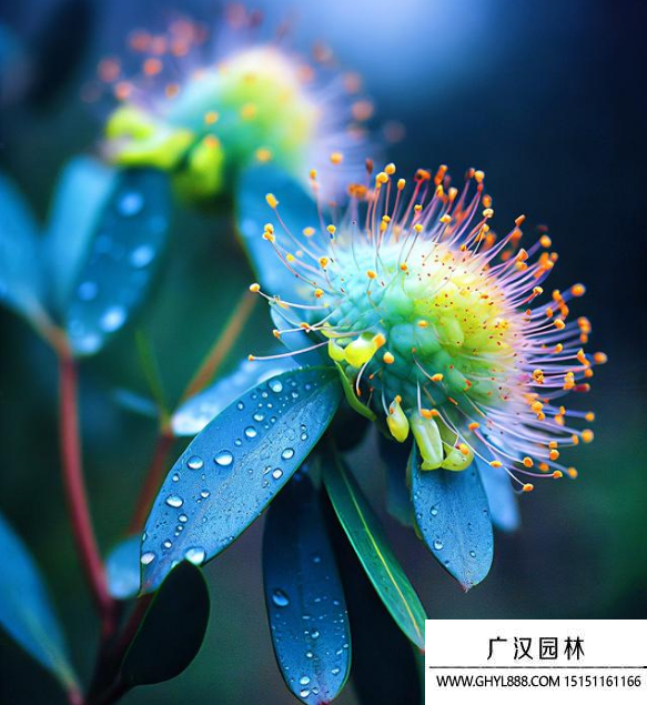 藍桉花