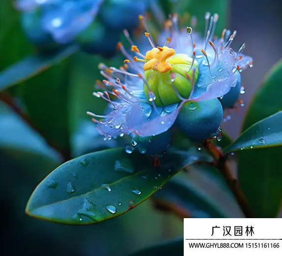 藍桉花