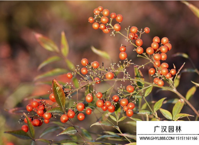 紅豆