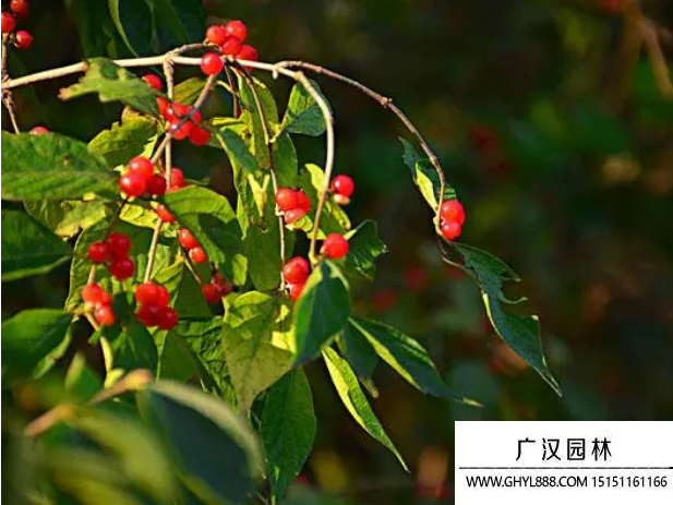 紅豆
