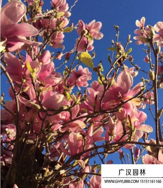 紅花玉蘭