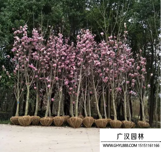紅花玉蘭
