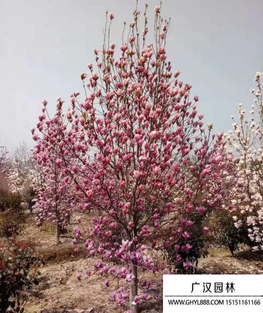 紅花玉蘭