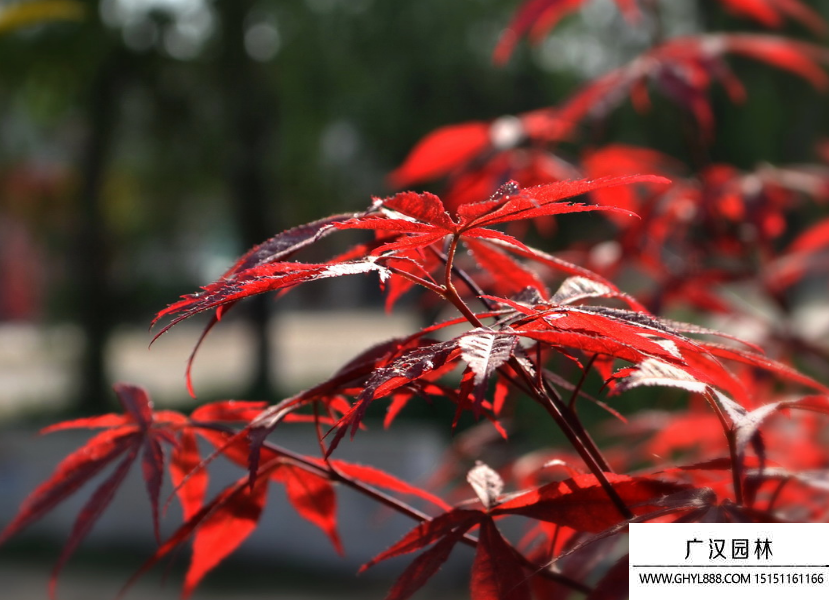 紅葉樹