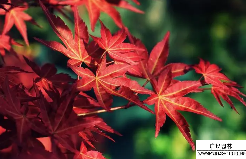 紅葉樹