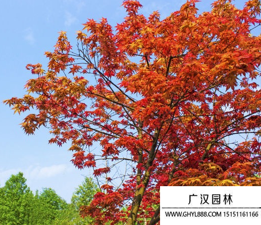 紅葉樹