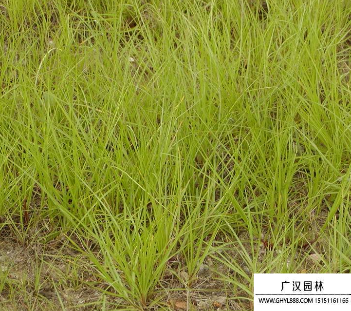 溝葉結縷草