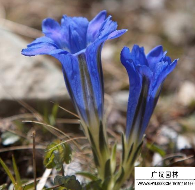 龍膽花