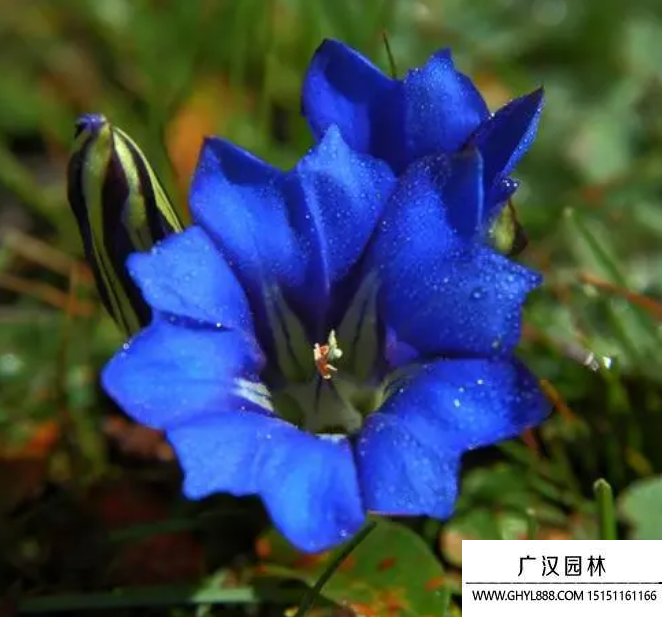 龍膽花