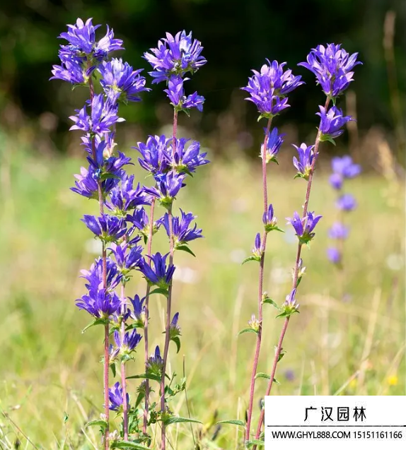 龍膽花