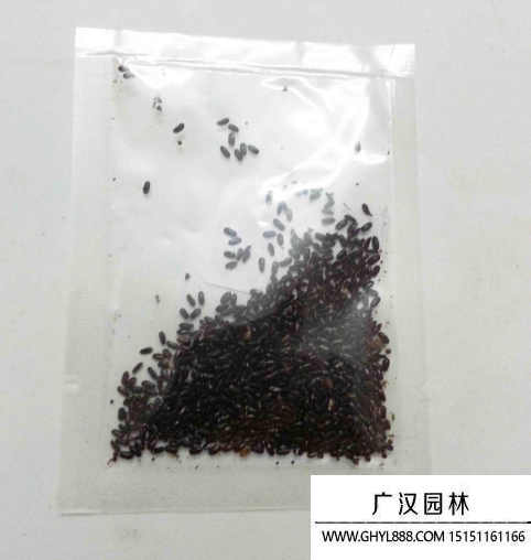 薄荷種子
