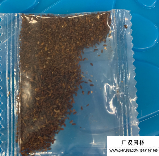 薄荷種子