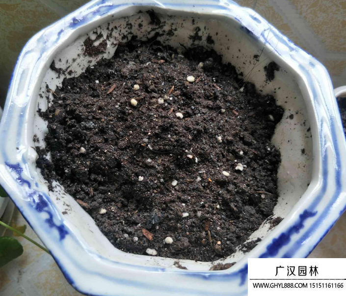 薄荷種子