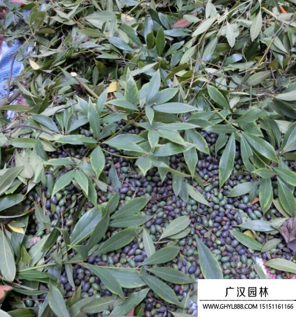 金絲楠木種子