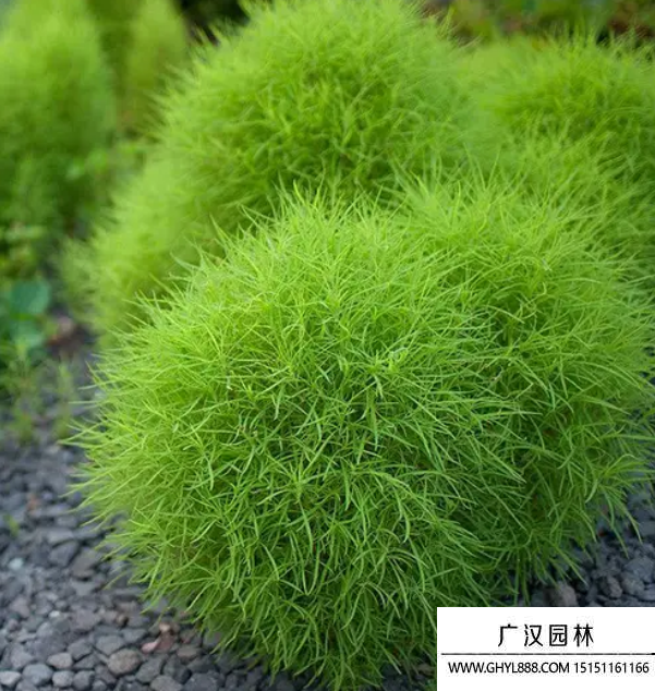 綠地膚