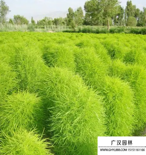 綠地膚