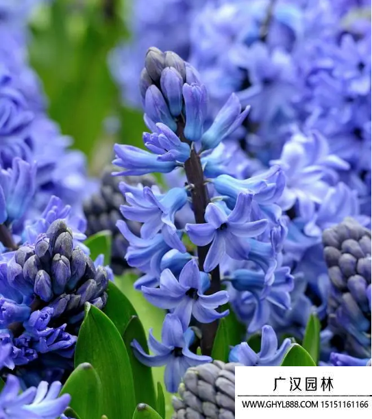 風信子