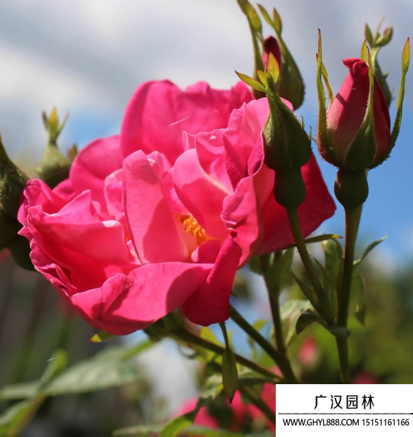 紅刺玫