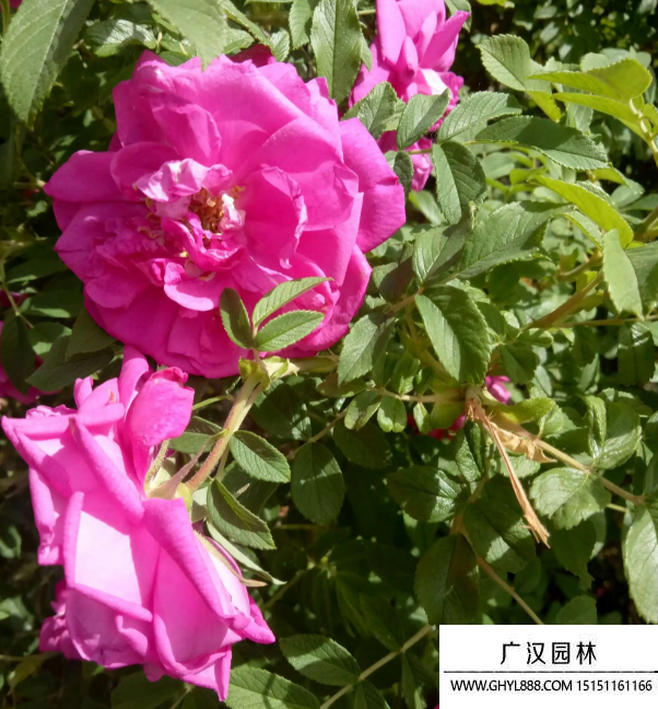 紅刺玫