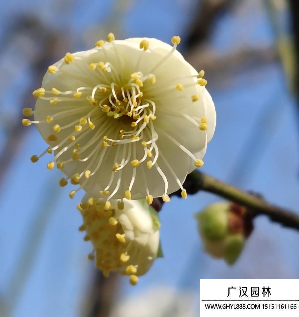 綠梅花