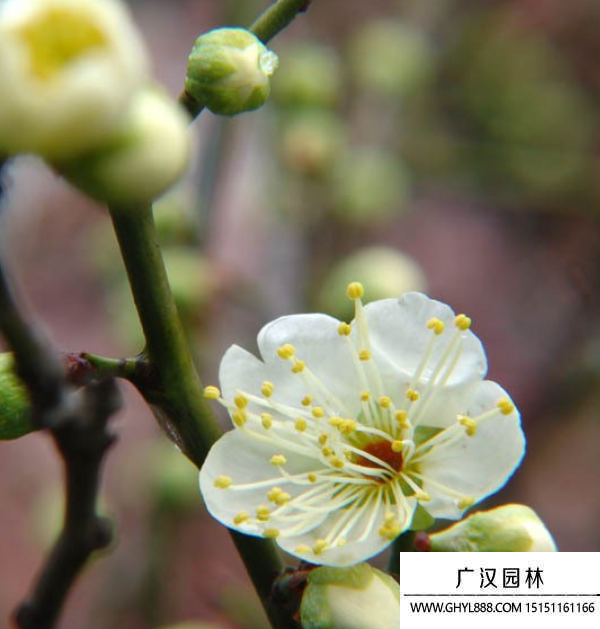 綠梅花