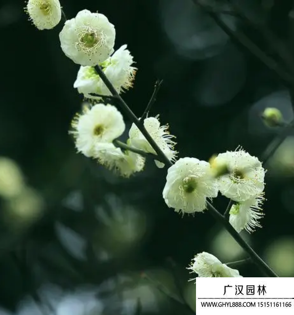 綠梅花