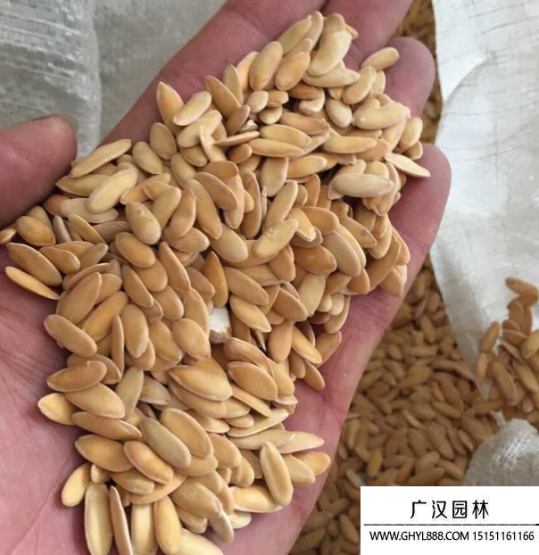 哈密瓜種子