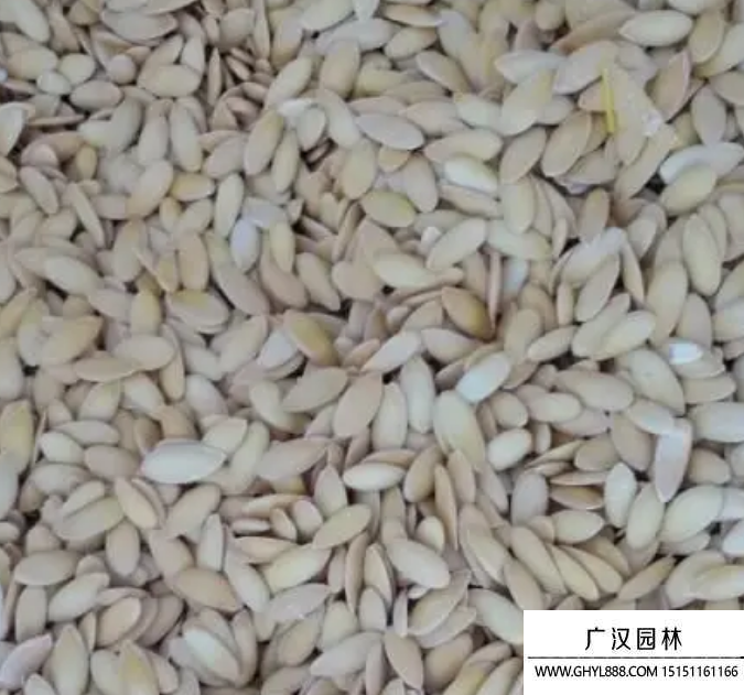哈密瓜種子