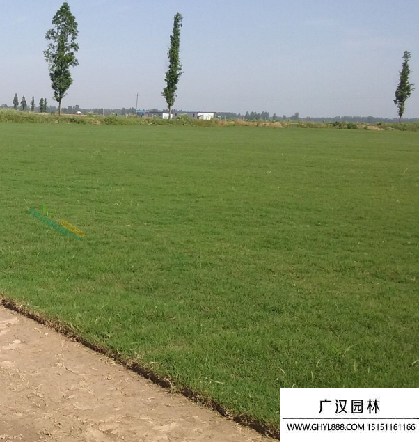 百慕大草