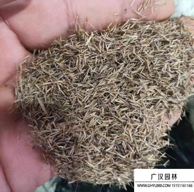 粉黛亂子草種子