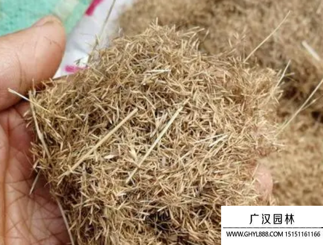 粉黛亂子草種子
